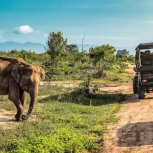 Safari Game Tracker