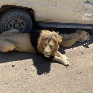 Four Day Safari Tour