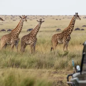 Great Rift Valley Safari