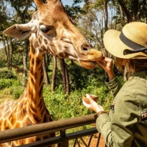 Holiday Safari