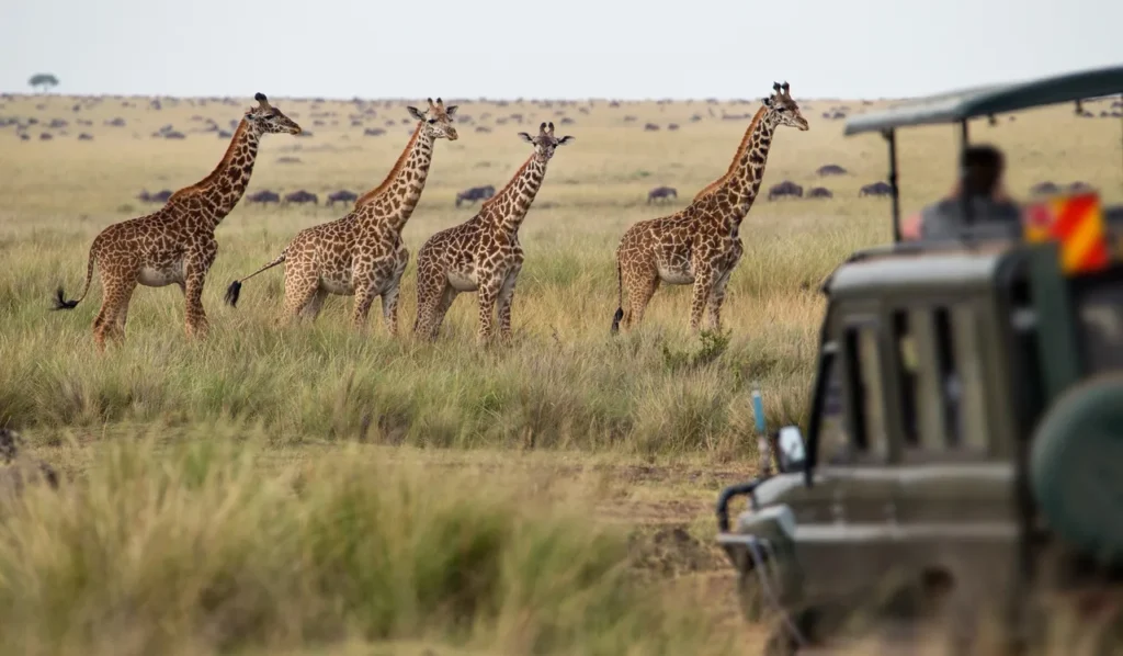 Kenya Safari: Ultimate Travel Guide